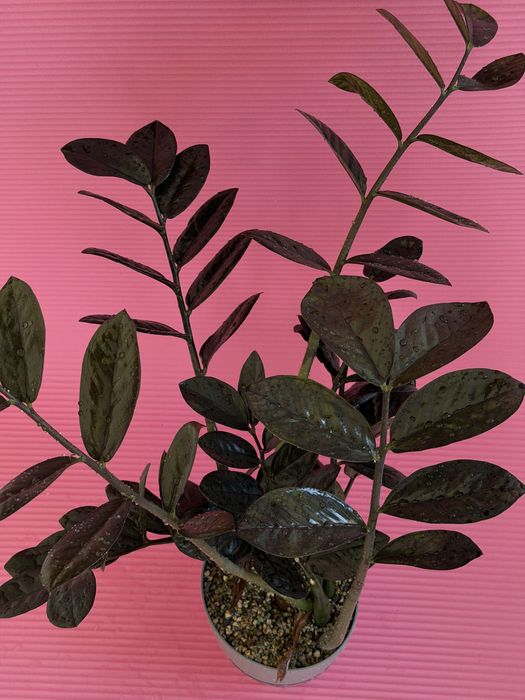 Замиокулькас блэк