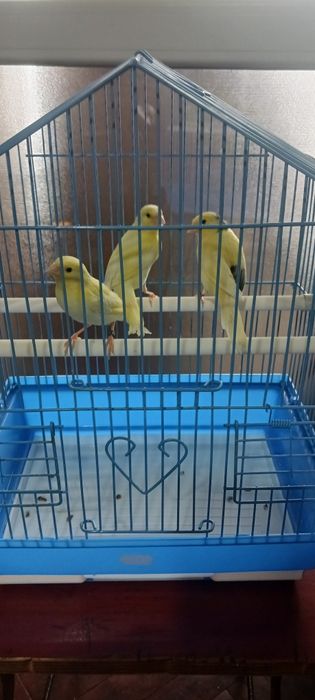 3 pui canar de anul acesta