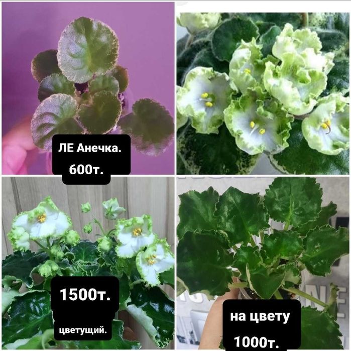 Продам детки сортовых фиалок