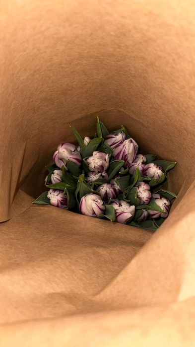 Тюльпаны голландские высокие