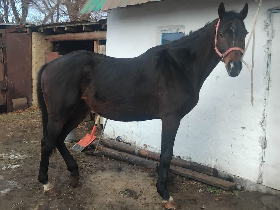 Таза қанды айғыр сатылады