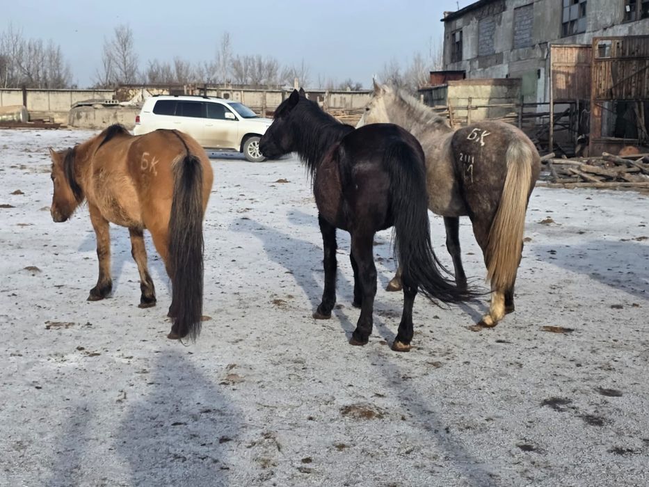 4 бас Бие сатам бес жасар