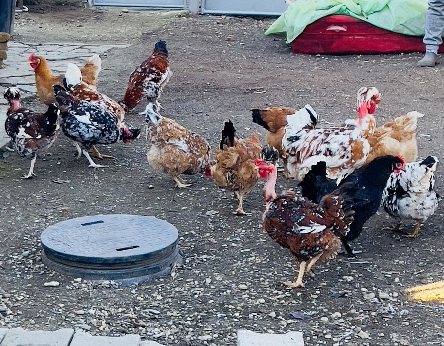 Oua incubat verzi si normale gaini motate golase barboase