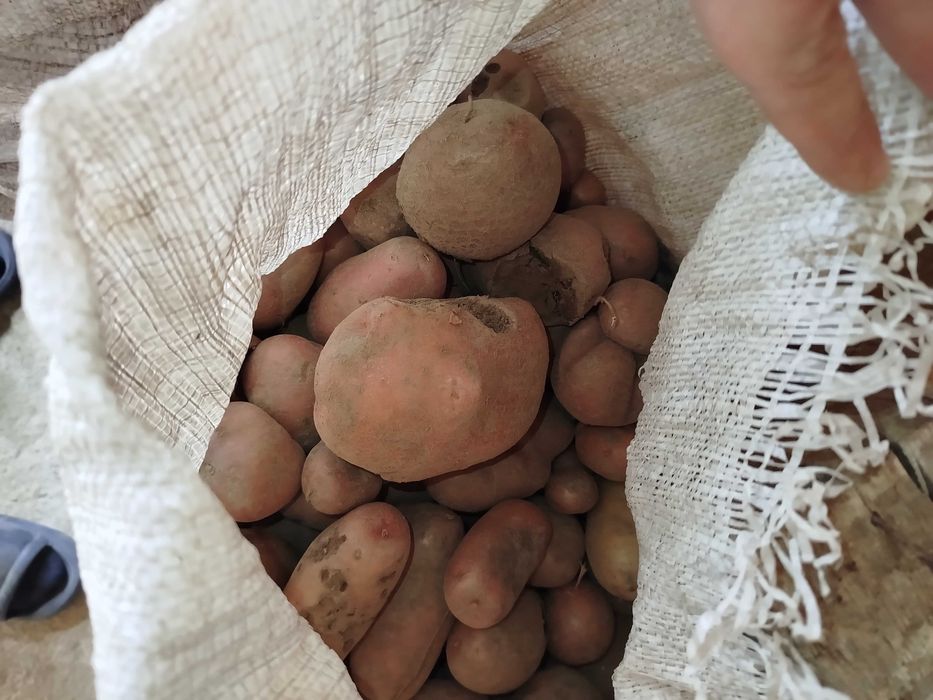 Cartofi pentru animale