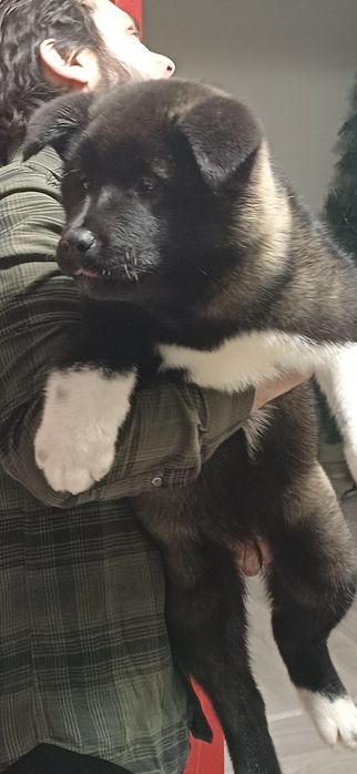 Щенки красивые ухоженные