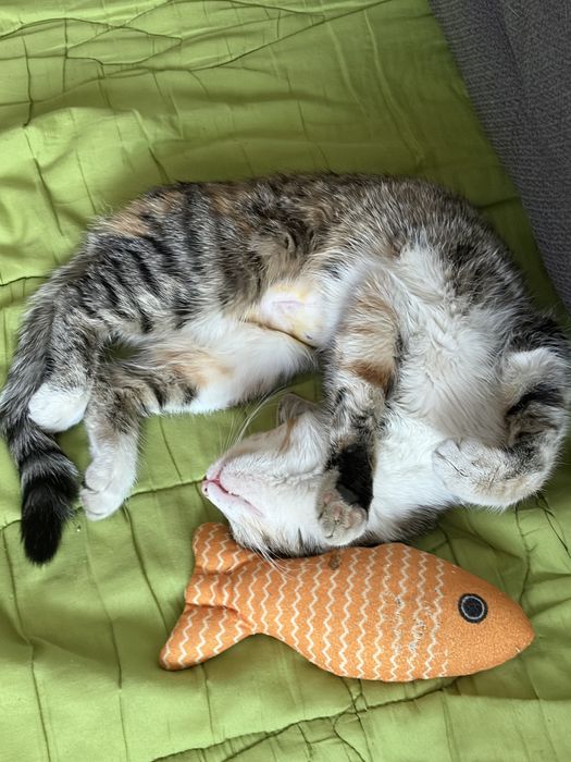 Кошка в добрые руки