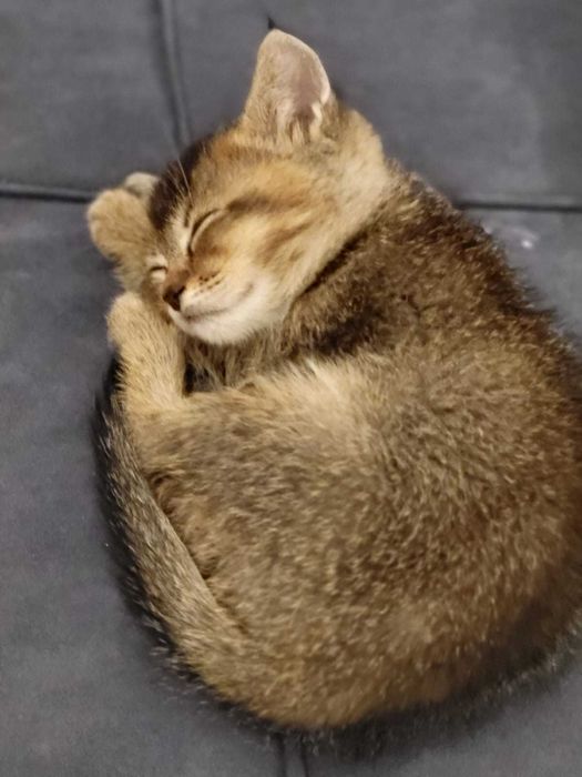 Породистые Шиншиллы продам