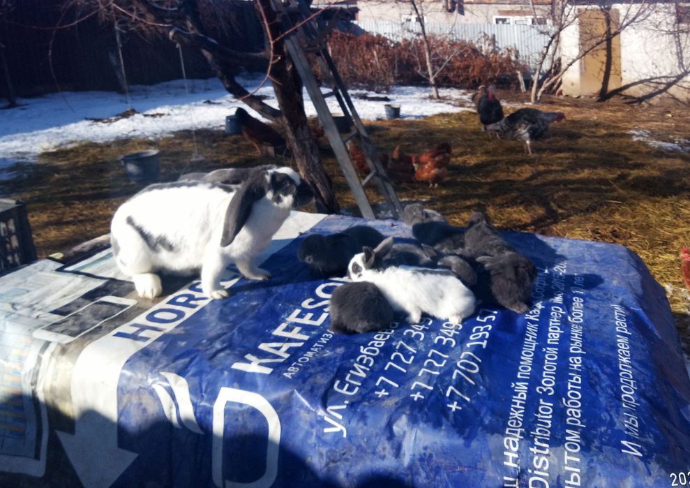 Крольчата породы строкач