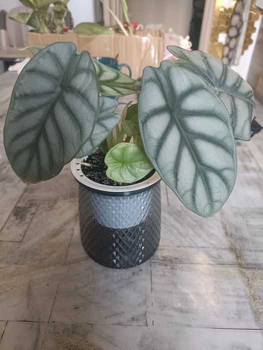 Алоказия silver dragon