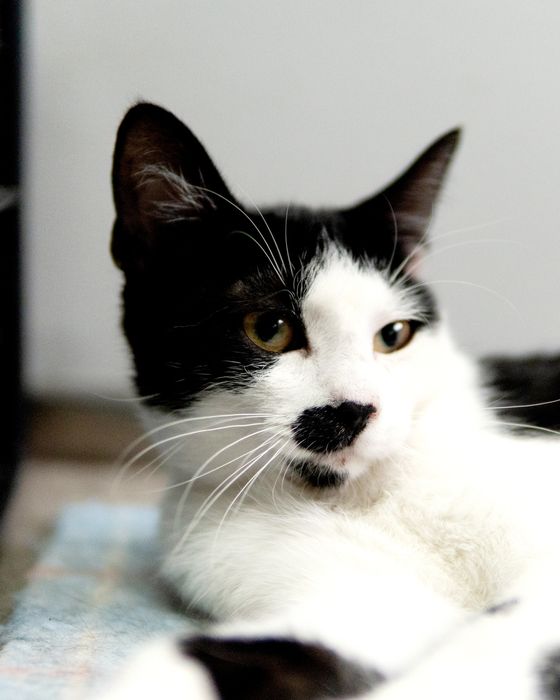 Кротката Кити на 8 месеца търси дом, кастрирана