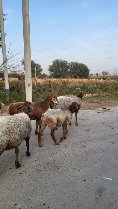 Продам Арашан маток