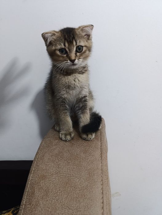 Скоттиш страйт ва Скоттиш фолд (окрас шиншилла)