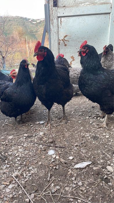 Продам молодых петухов