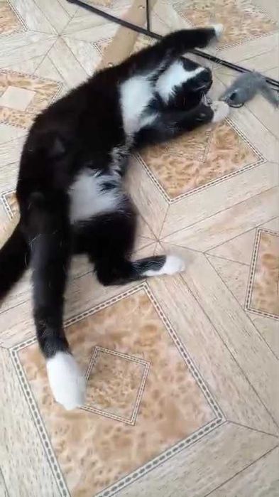 Ищем дом вислоухому котенку!