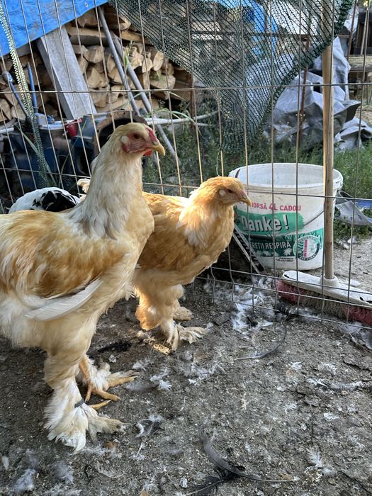 Brahma lemon tineret