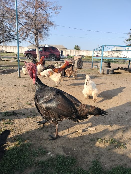 Үндік бір жасар пародасы жақсы