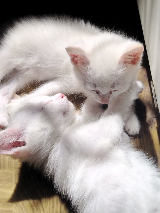 Отдам котят в добрые руки
