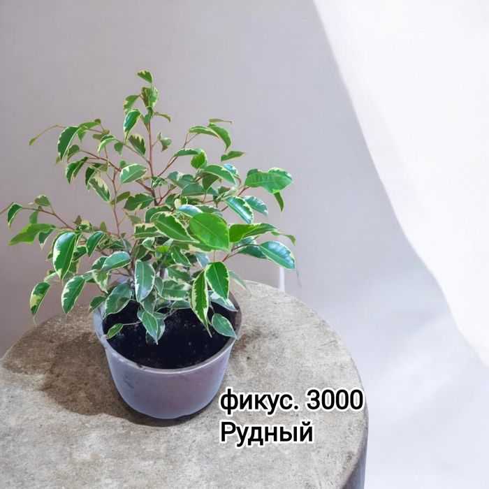 Продам комнатные цветы