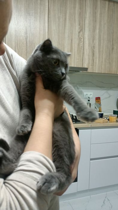 кошка в хорошие руки