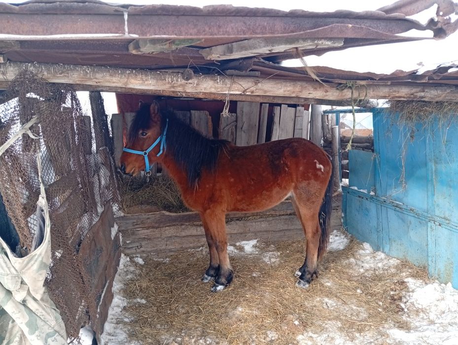 Продам с откорма жеребчика