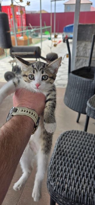 Котенок в добрые руки