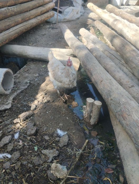 Тауық сатылады 3000 тегнгеден