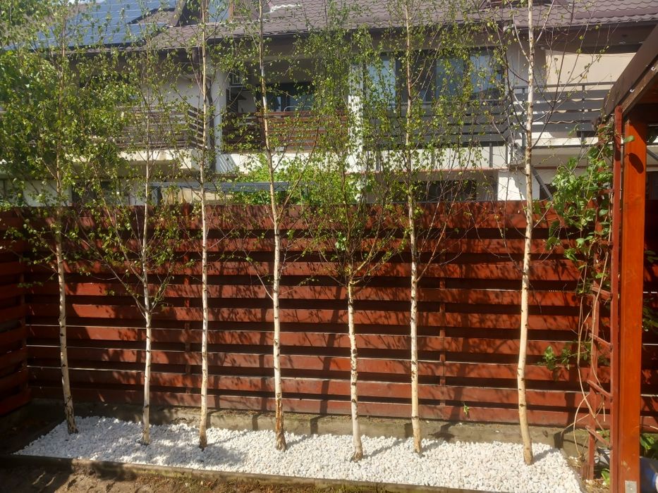 Mesteacăn betula/argintiu