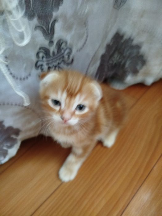 Продаются котята,британцы короткошорстные