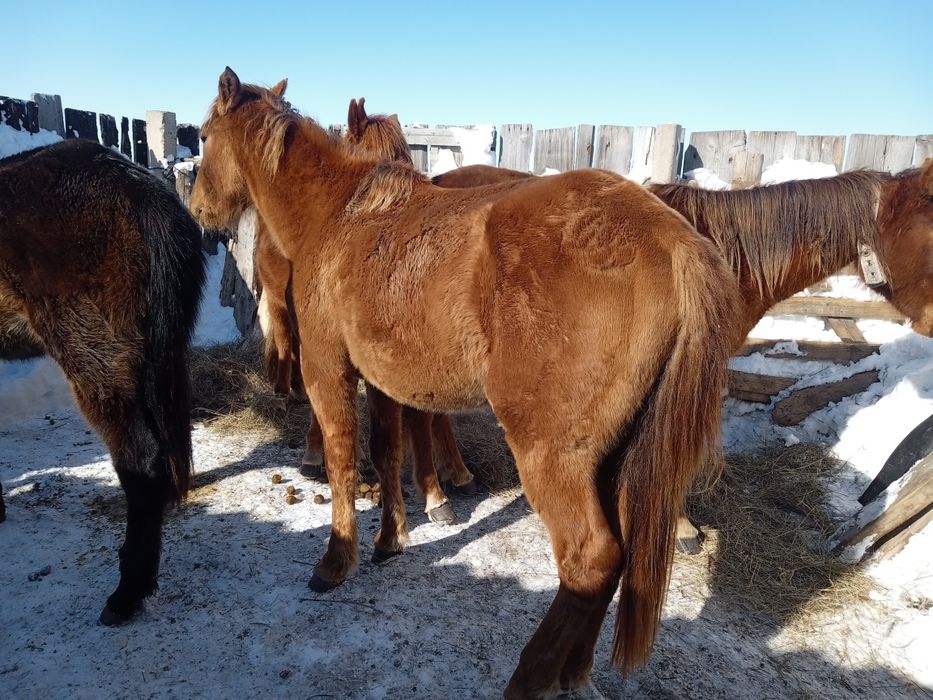 Айгыр сатылады 4 жасар