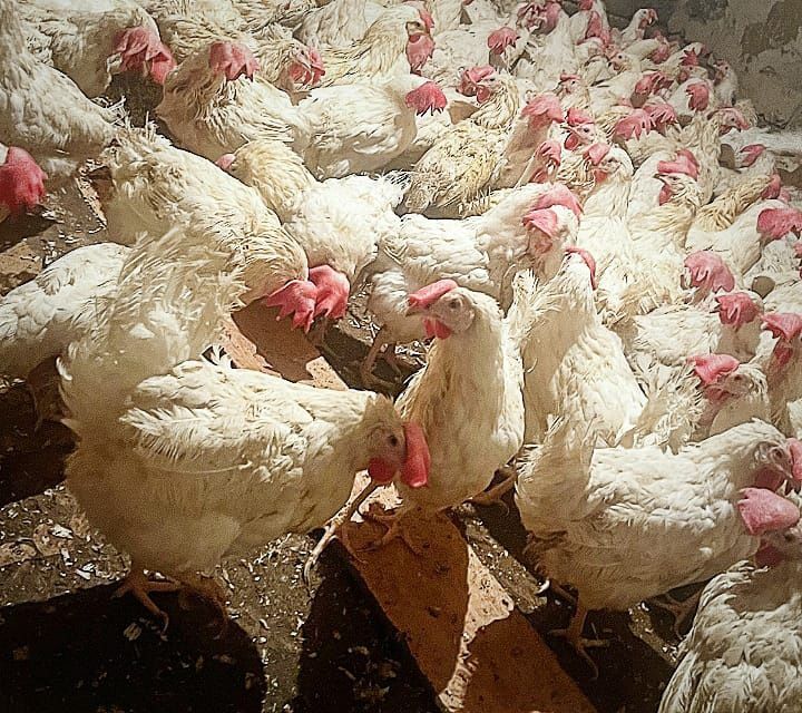 Несушки                 .