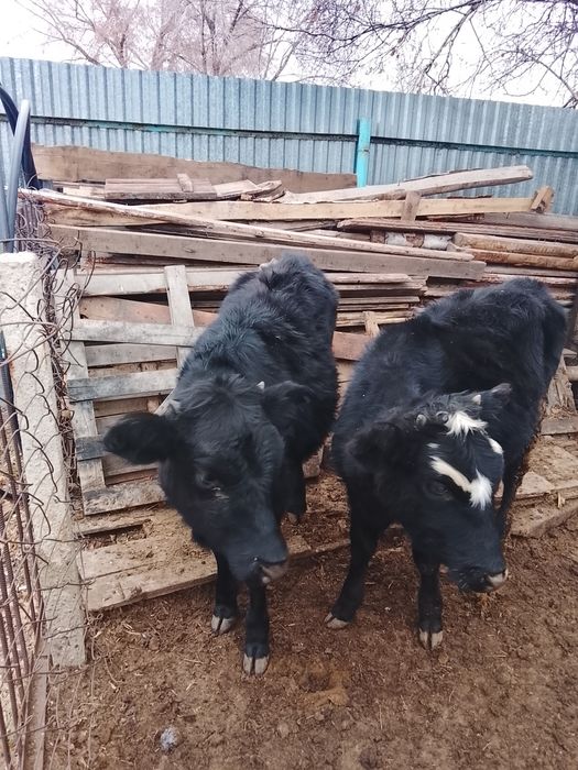 Продам тёлочек 2025 года