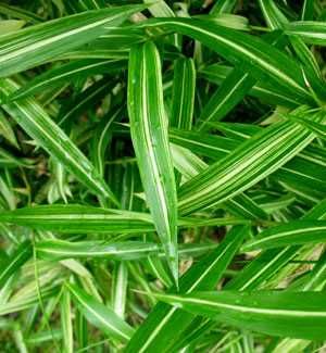 Бамбук студеноустойчиви видове в София