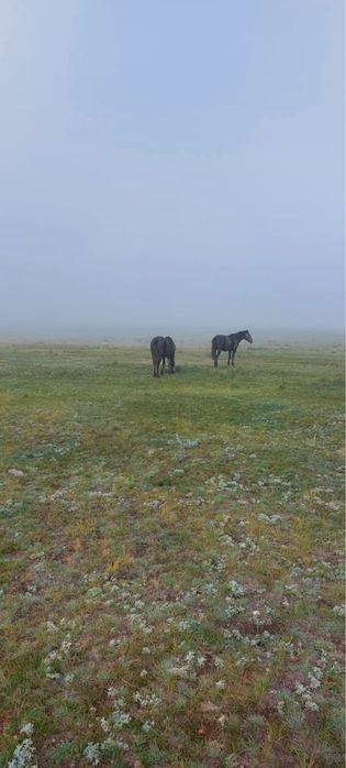 Жылкылар сатылады