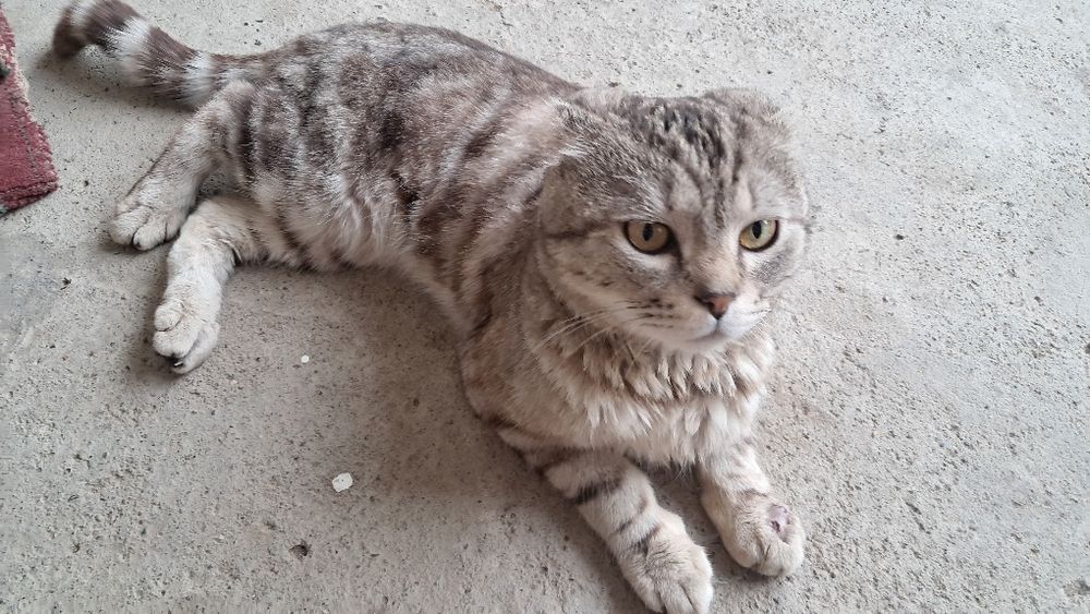 Scottish Fold mushik. Yoshi 2 yosh. Jinsi erkak. Sog'lom