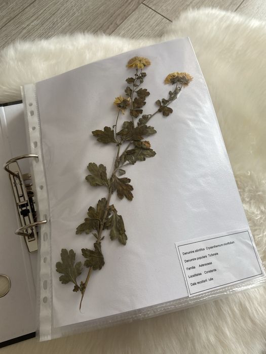 Ierbar biologie botanica