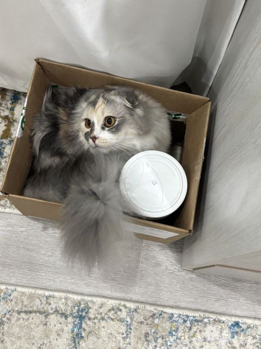 Кошечка скотиш фолд