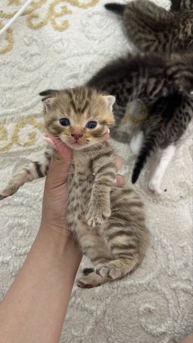 шотландская кошка