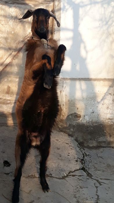 zotdor takacha.8oylik