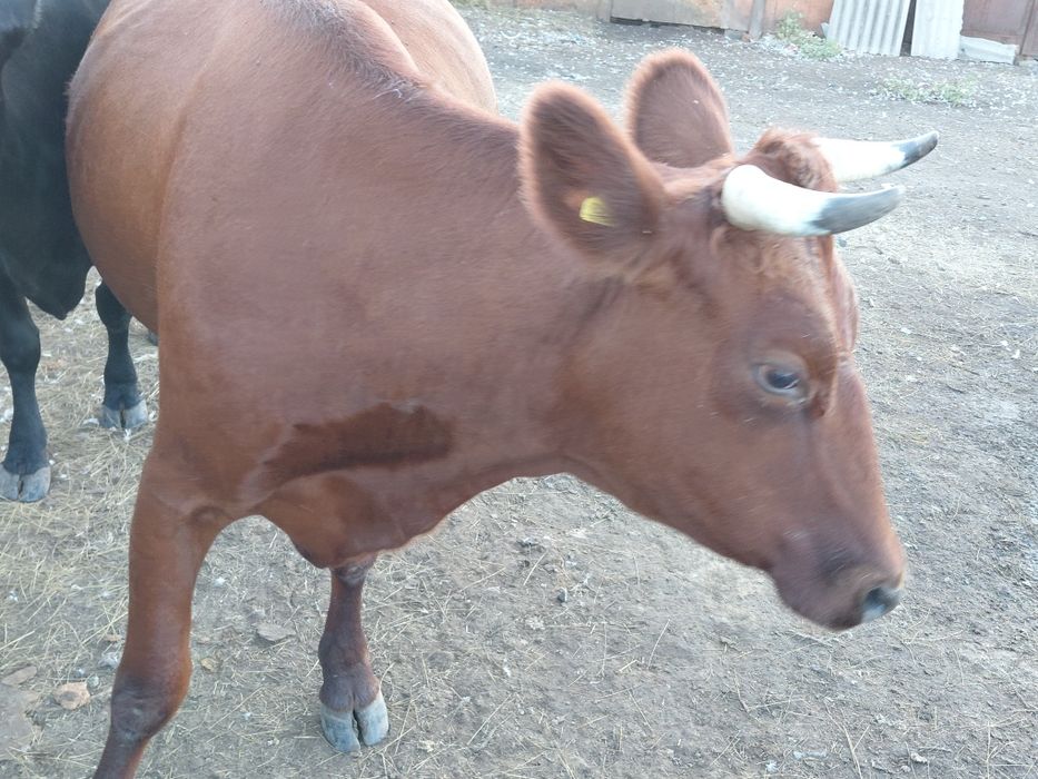 Продам корову 2 отелом.