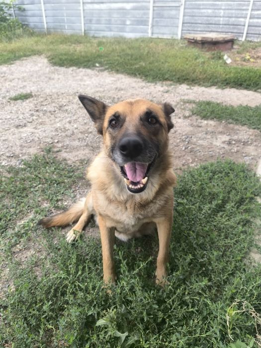 Вязка девочка нужен кабель овчарка