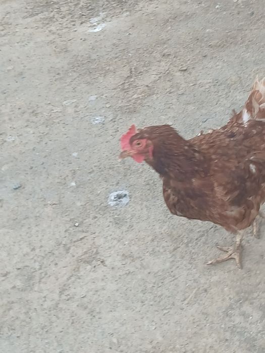 Тауык, сатылады 6 айлык