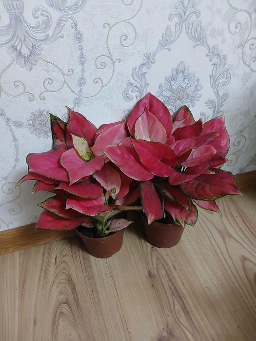 Комнатные растения