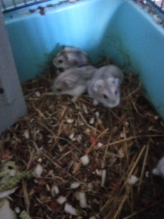 Они хорошие дружелюбные умные