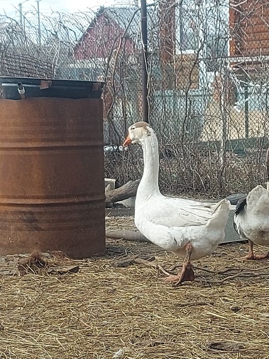 Продам гуся, самец 1 год