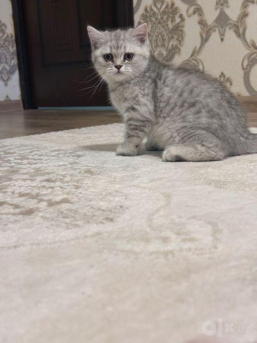 Serebresti shinshila