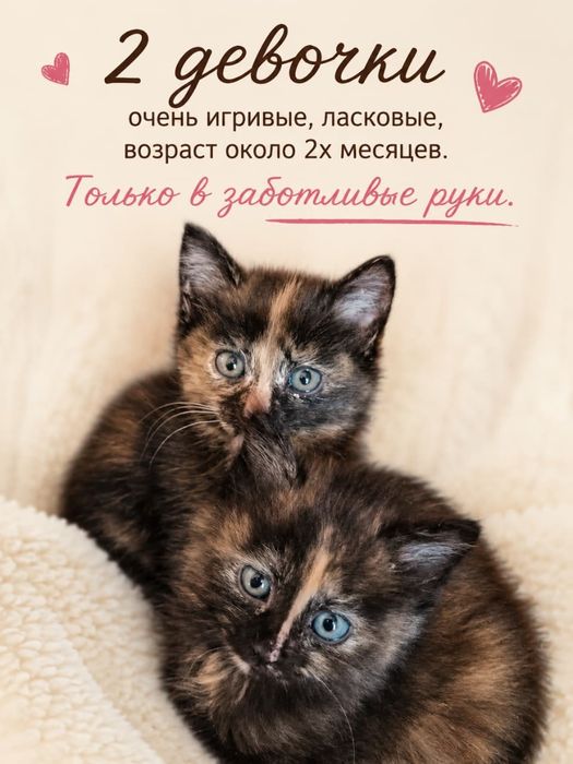 Отдам котят, девочек в хорошие руки