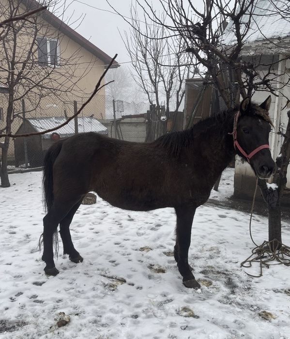 Vand cai de tras la caruta