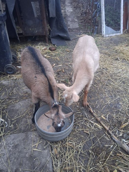 Capre bune de lapte și de iezi