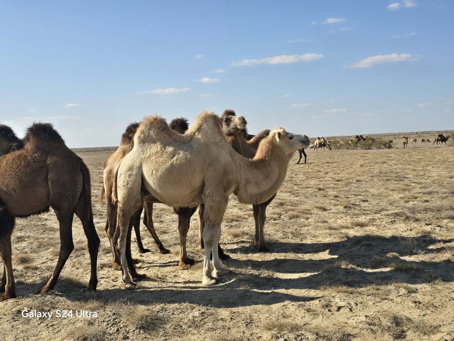 Туйе сатылады семиз
