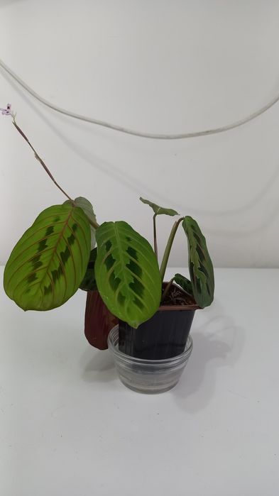 Продам калатею (маранта)